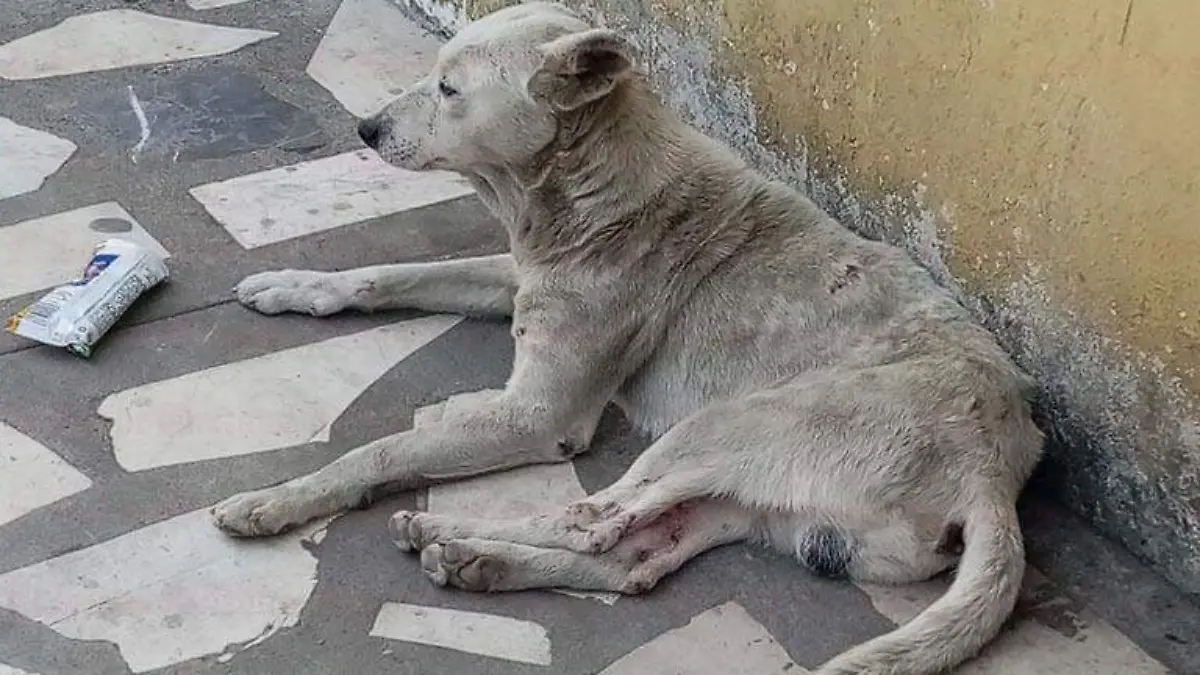 Perro Orizaba2